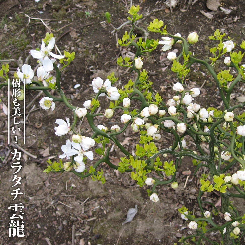 カラタチ 雲竜 