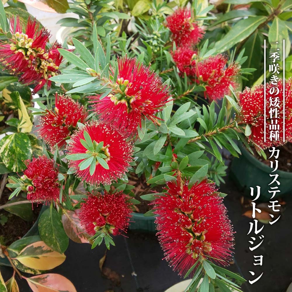 キンンポウジュ リトルジョン 