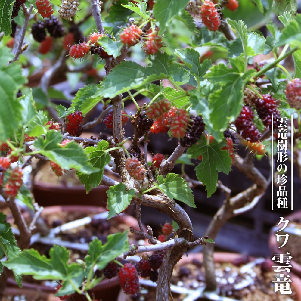 桑 雲竜 