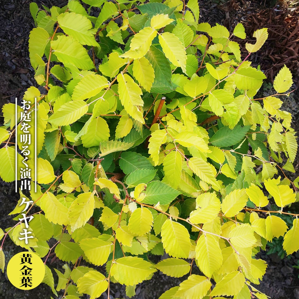 ケヤキ 黄金葉 