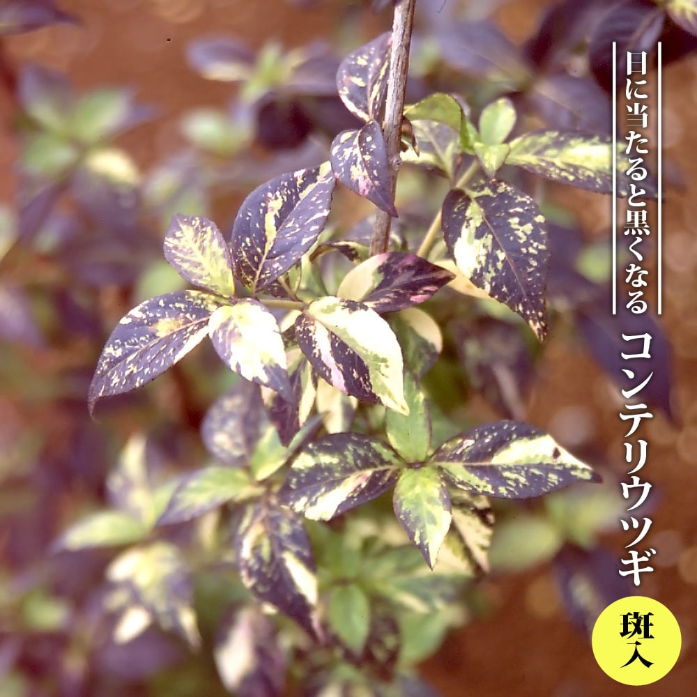 ウツギ コンテリウツギ 斑入り 