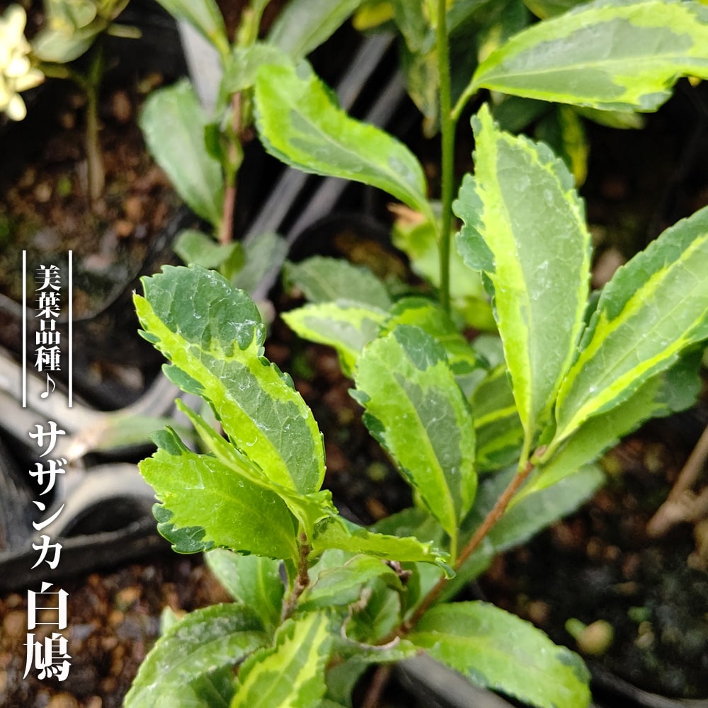 サザンカ 白鳩 三光斑 