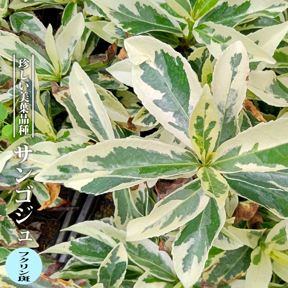 サンゴジュ【フクリン斑】 3.5号ポット苗 挿し木 【ハナヒロバリュー