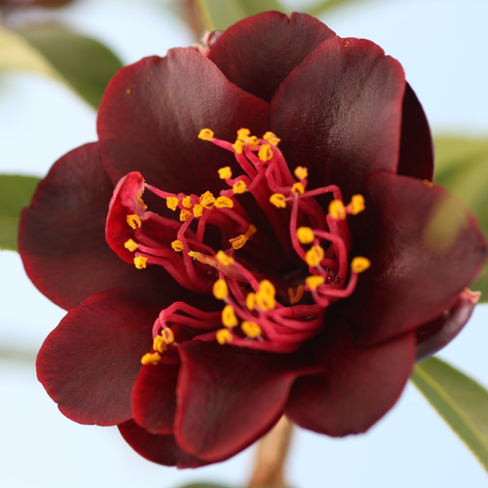 椿 ナイトライダー フクリン斑 1