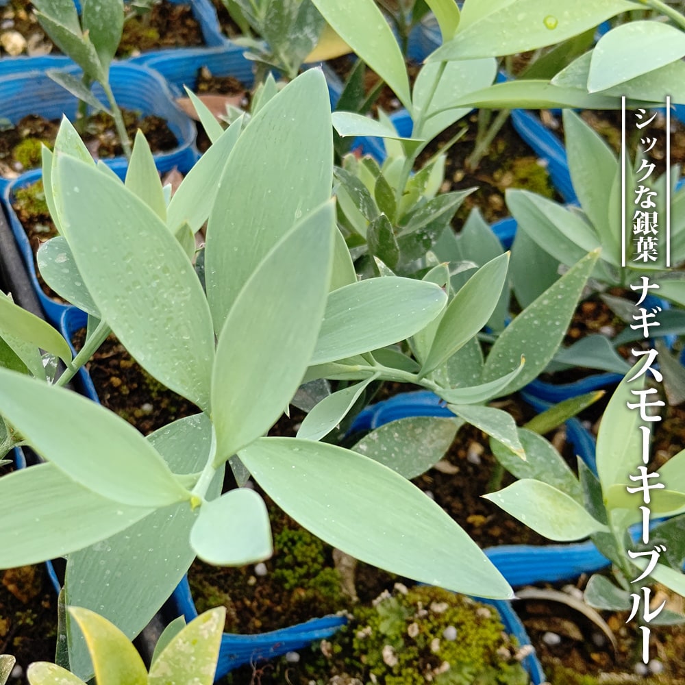 ナギ スモーキーブルー 