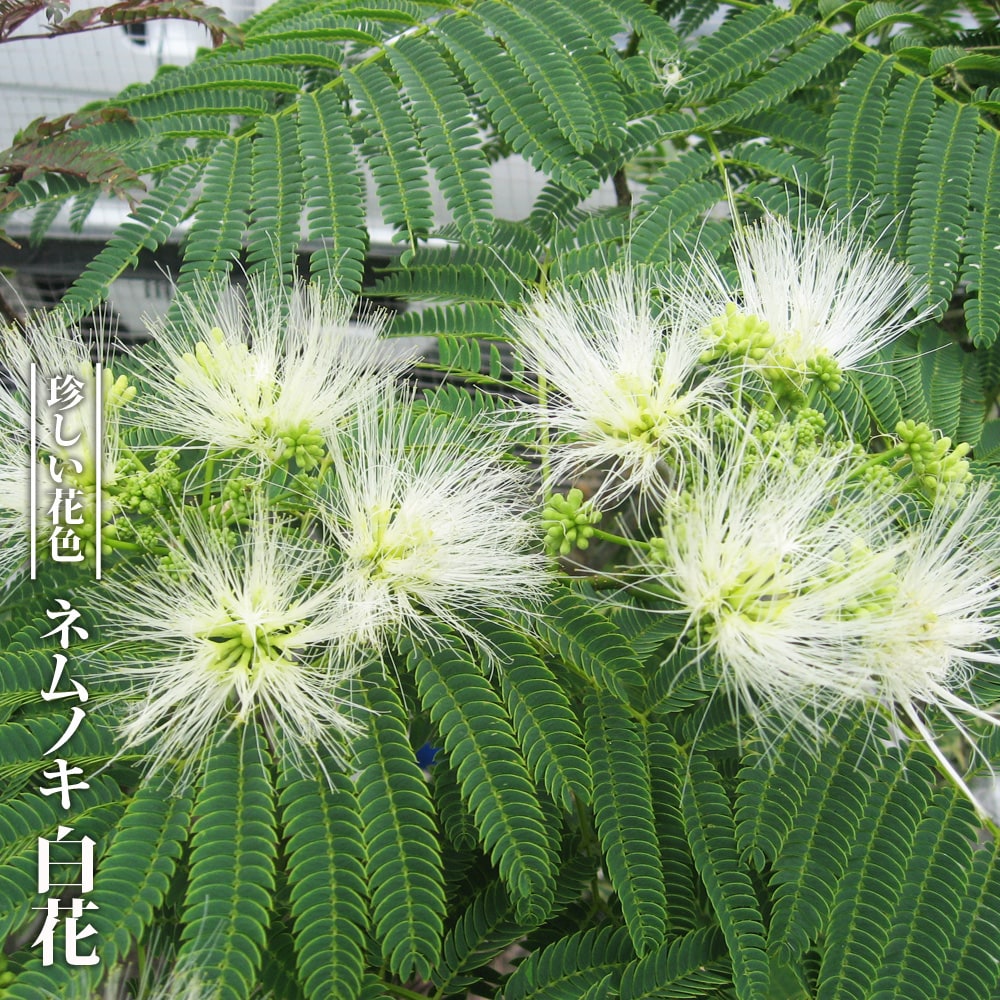ネムノキ 白花 