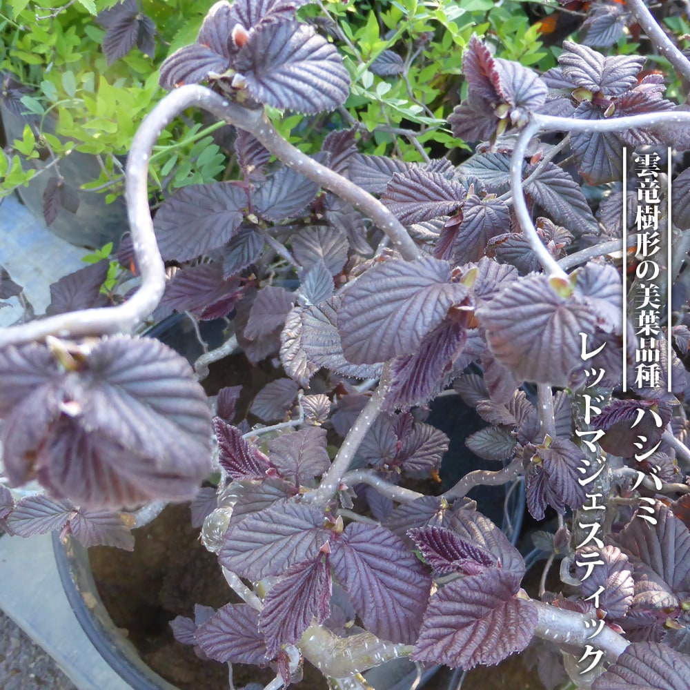 ヘーゼルナッツ レッドマジェスティック 