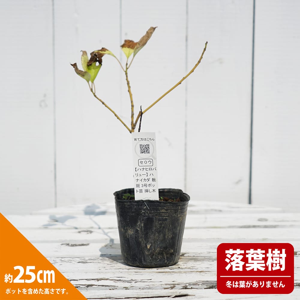 斑入りハナイカダの苗木 ハナイカダ 散斑 苗 販売 苗木部 By 花ひろばオンライン