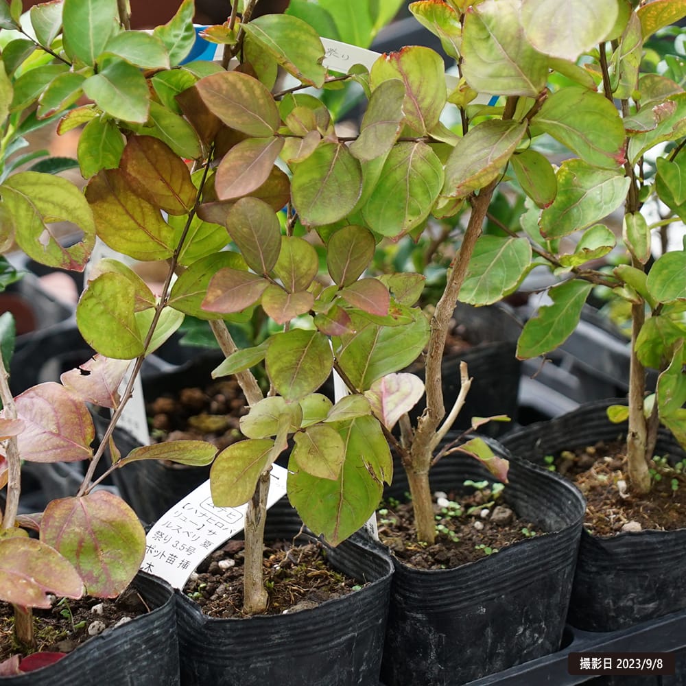 サルスベリ 夏祭り 2