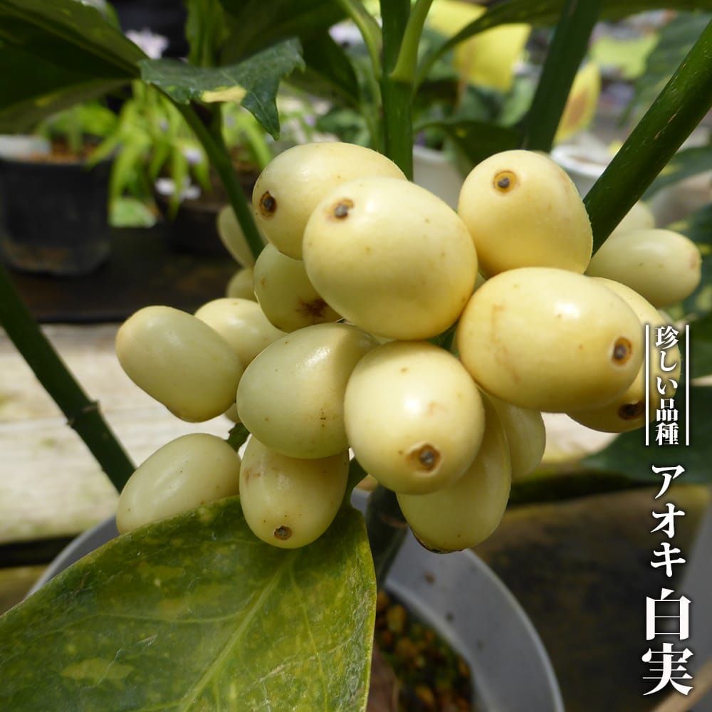 アオキ 白実 