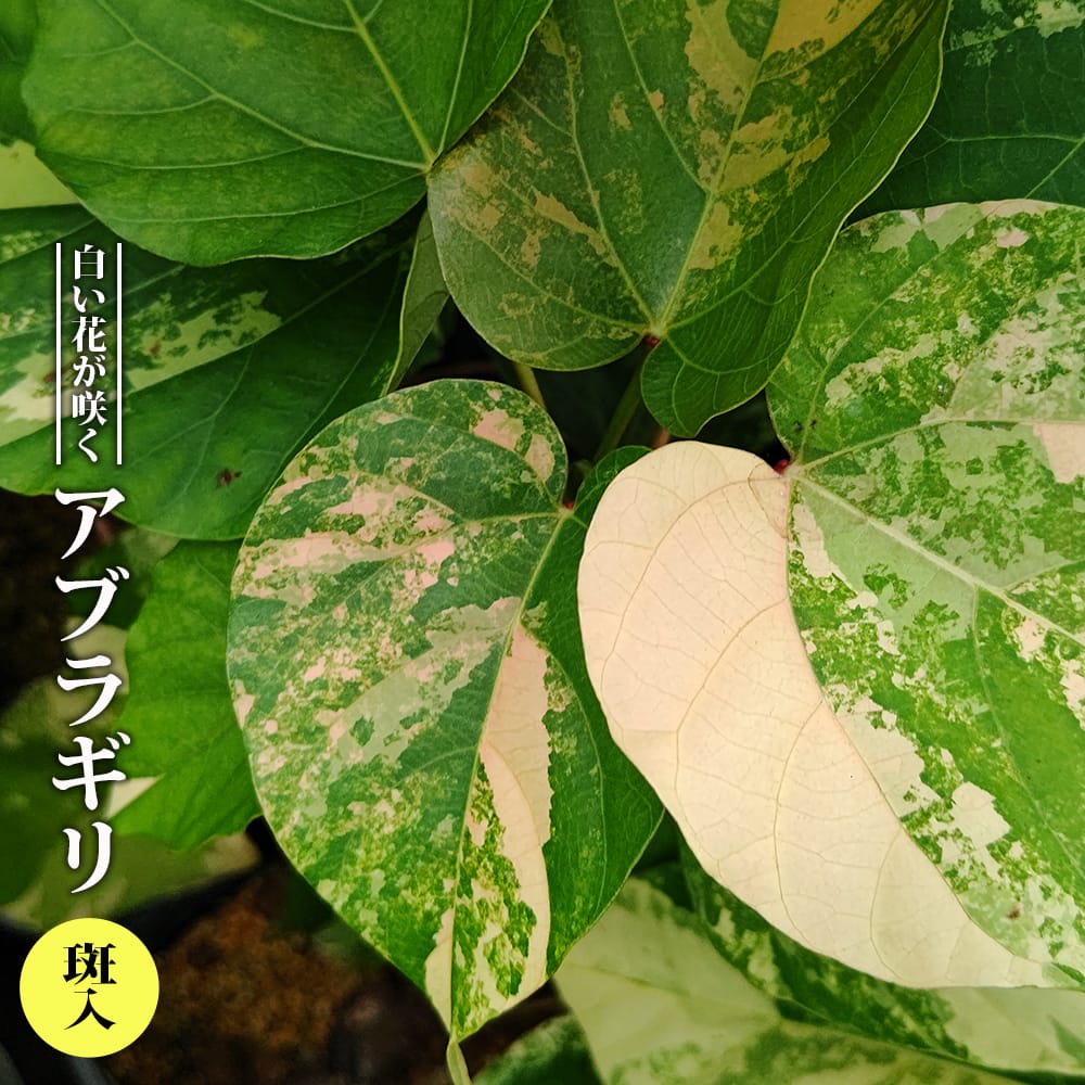 アブラギリ 斑入 