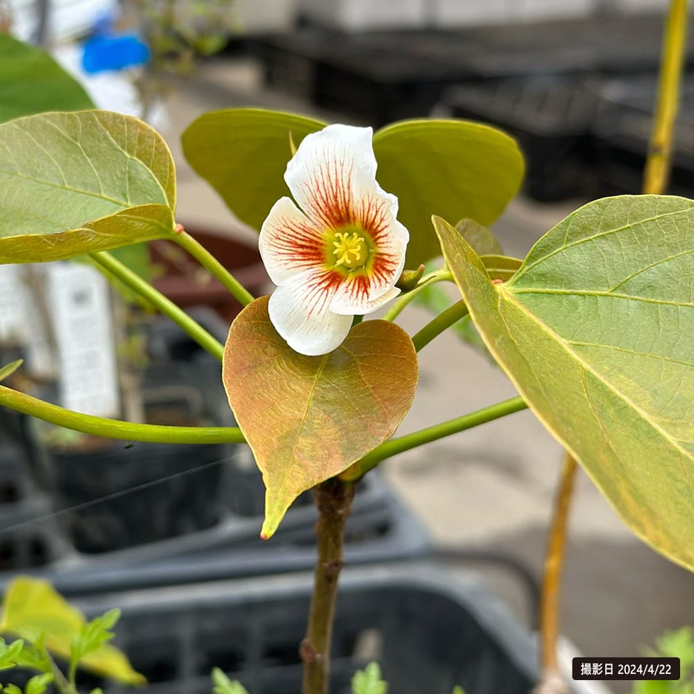 アブラギリ 斑入 1