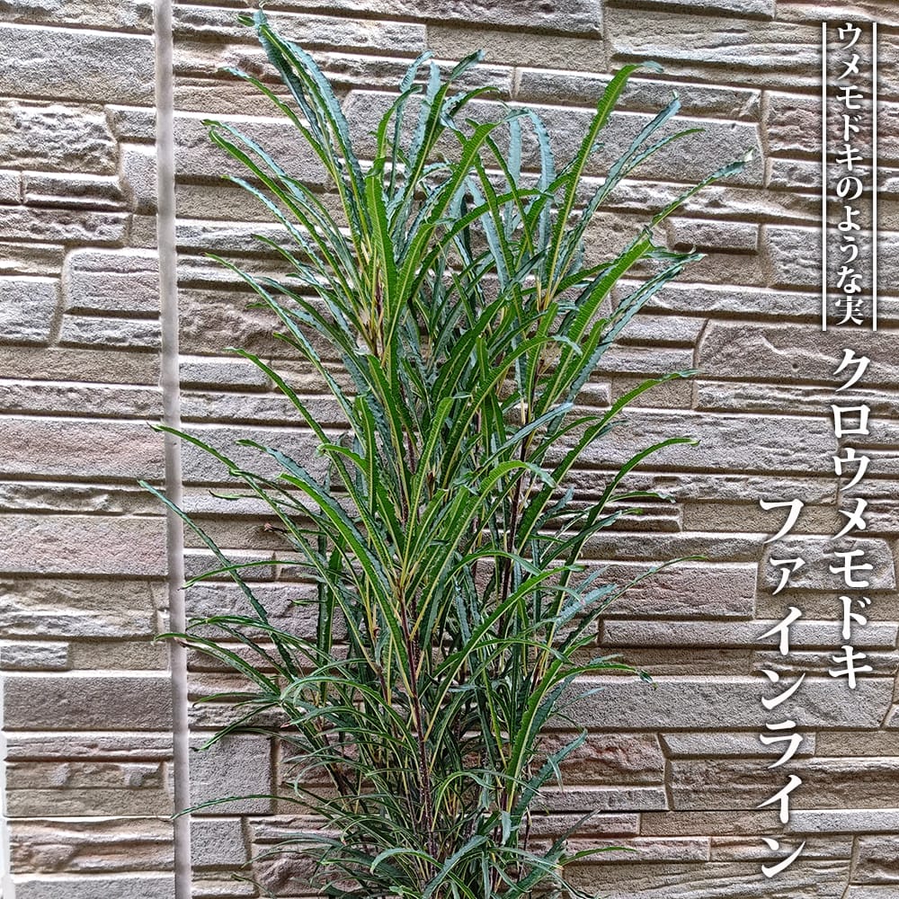 クロウメモドキ ファインライン 