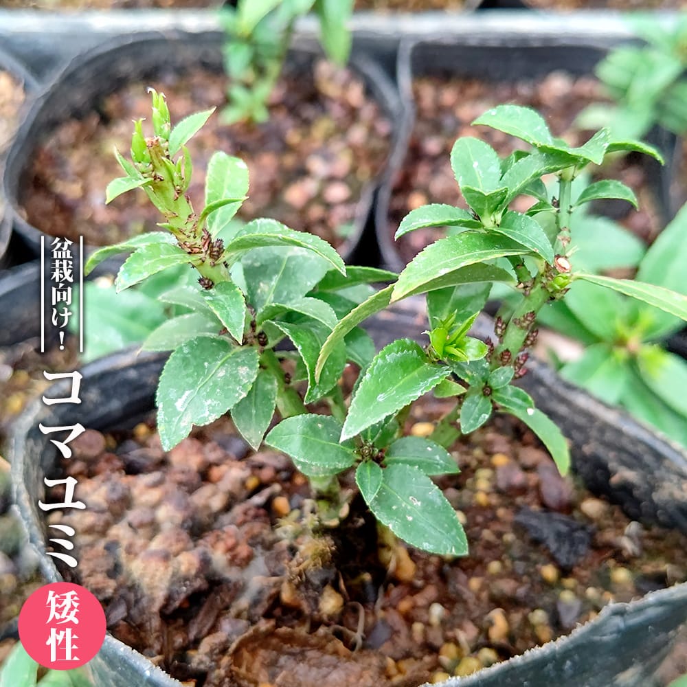 コマユミ 矮性 