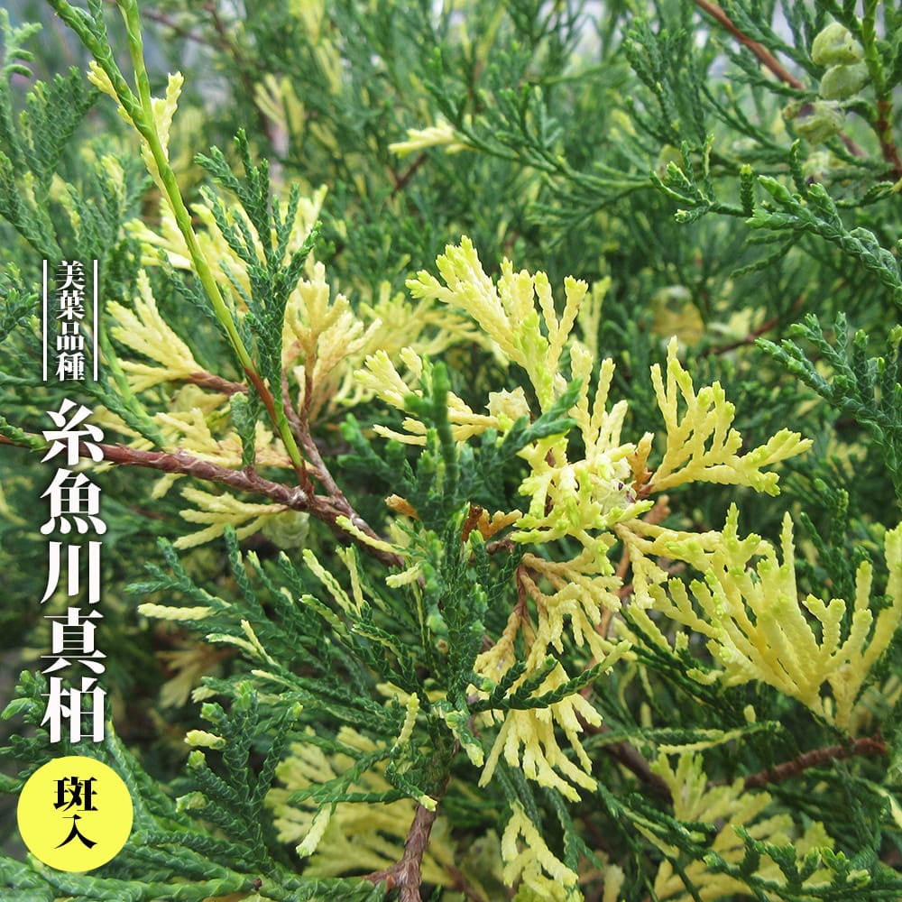 シンパク 糸魚川真柏 斑入 