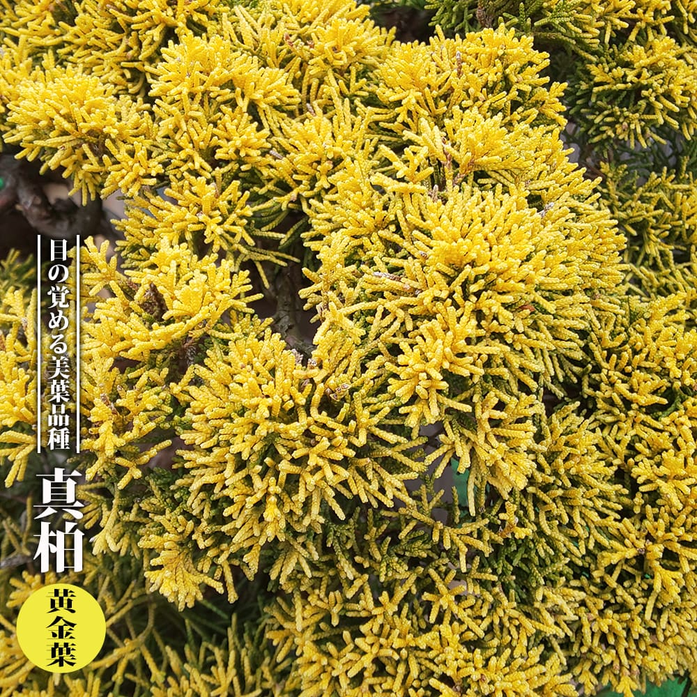 シンパク 黄金葉の通販 苗木部 By 花ひろばオンライン