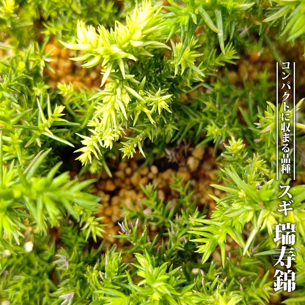 スギ 瑞寿錦の通販 苗木部 By 花ひろばオンライン