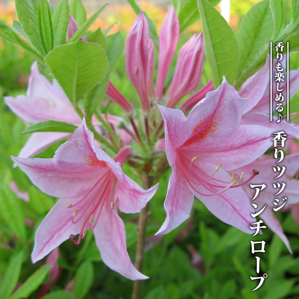 ツツジ アンチロープ 