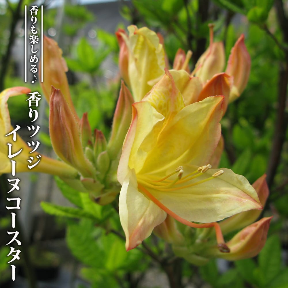 ツツジ イレーヌコースター 