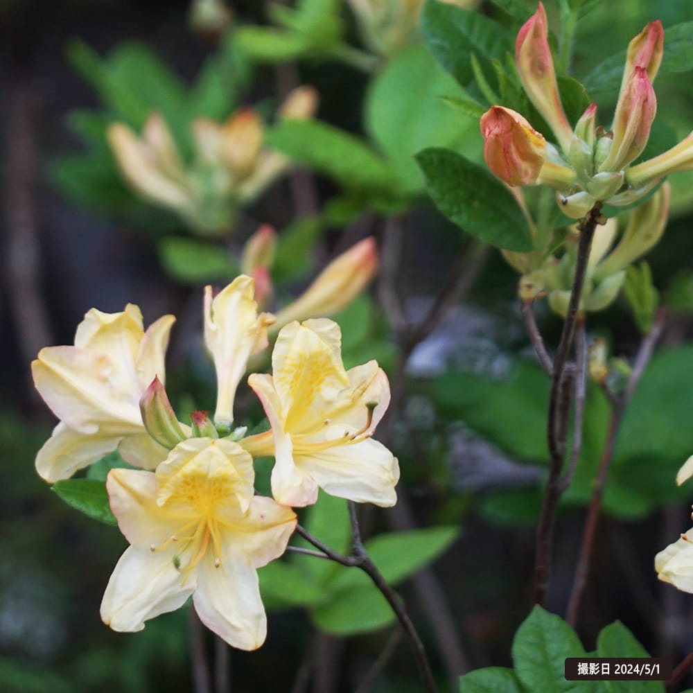 ツツジ イレーヌコースター 3