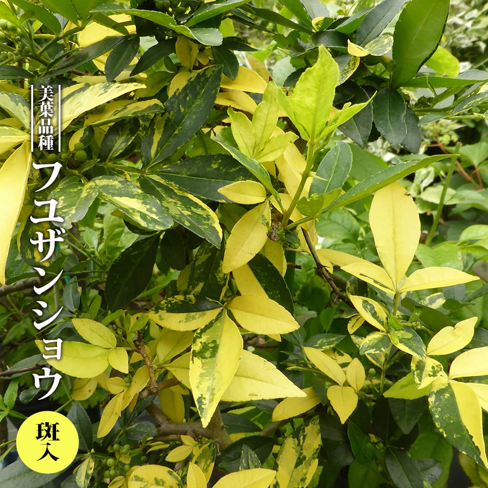 フユザンショウ 斑入 