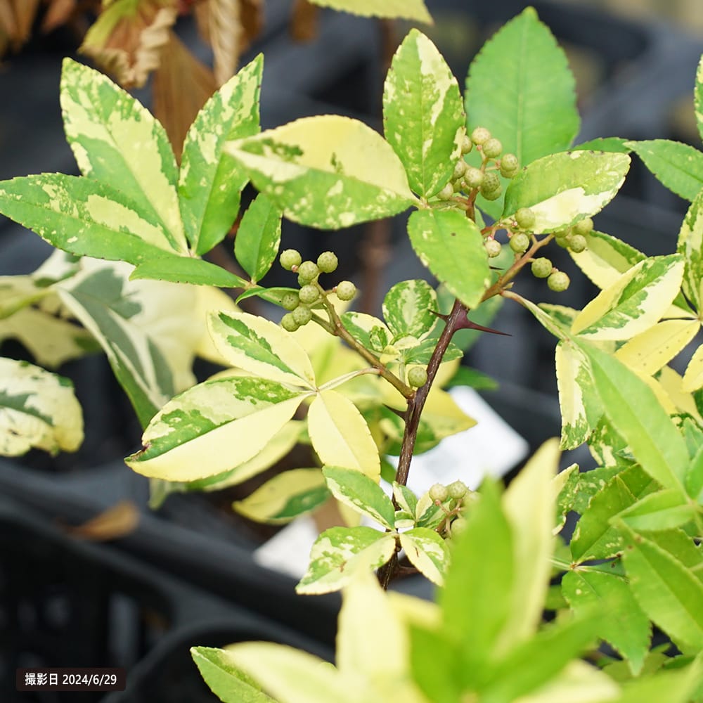 フユザンショウ 斑入 1