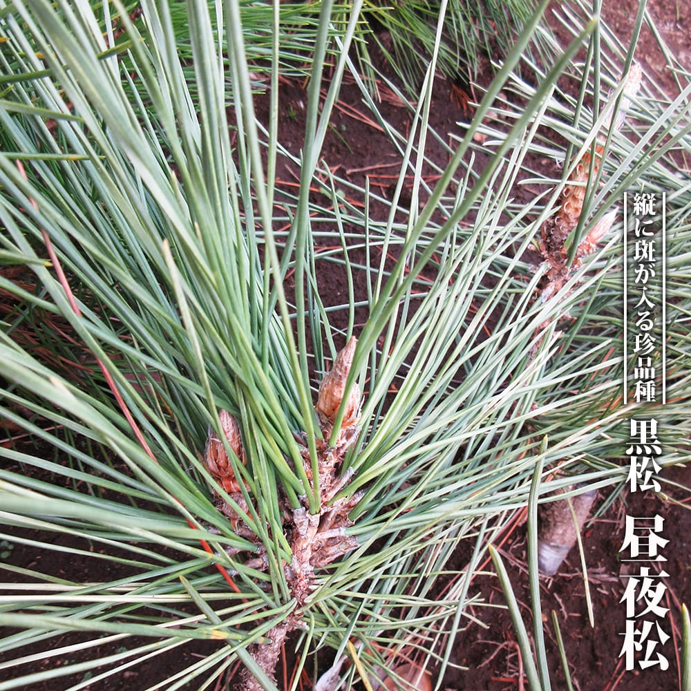 マツ 黒松 昼夜松の通販 苗木部 By 花ひろばオンライン