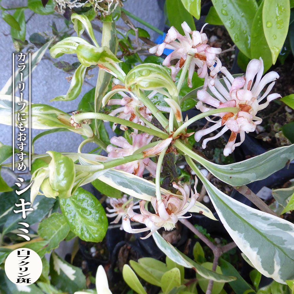 シキミ 白フクリン斑 