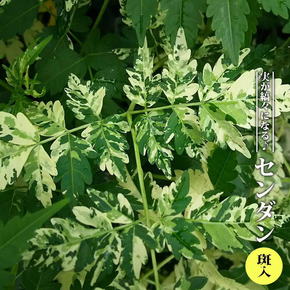 センダン 斑入 