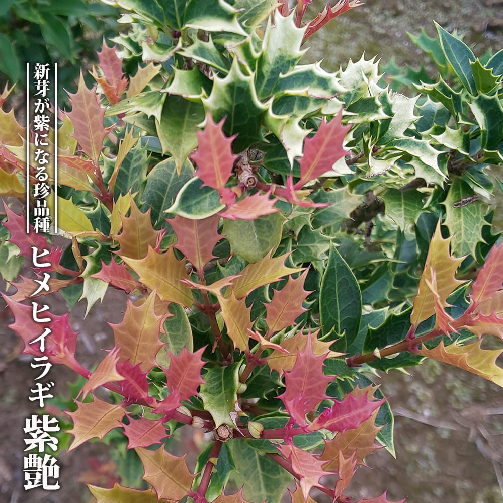 ヒメヒイラギ 紫艶 