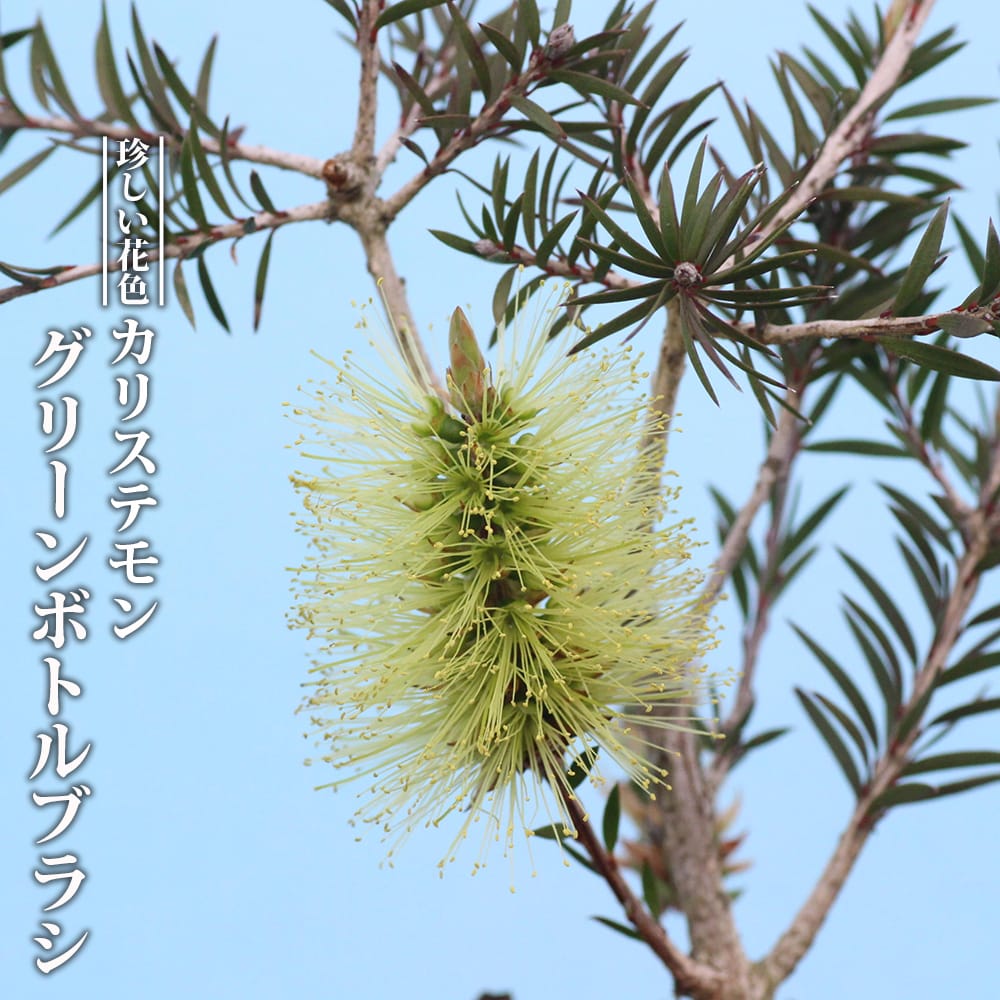 キンンポウジュ グリーンボトルブラシ 