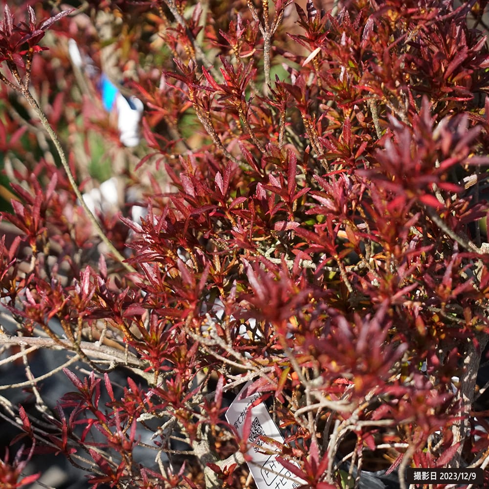 ツツジ 屋久島 苗 販売 苗木部 By 花ひろばオンライン