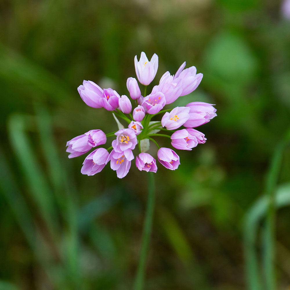 アリアム ロゼウム 