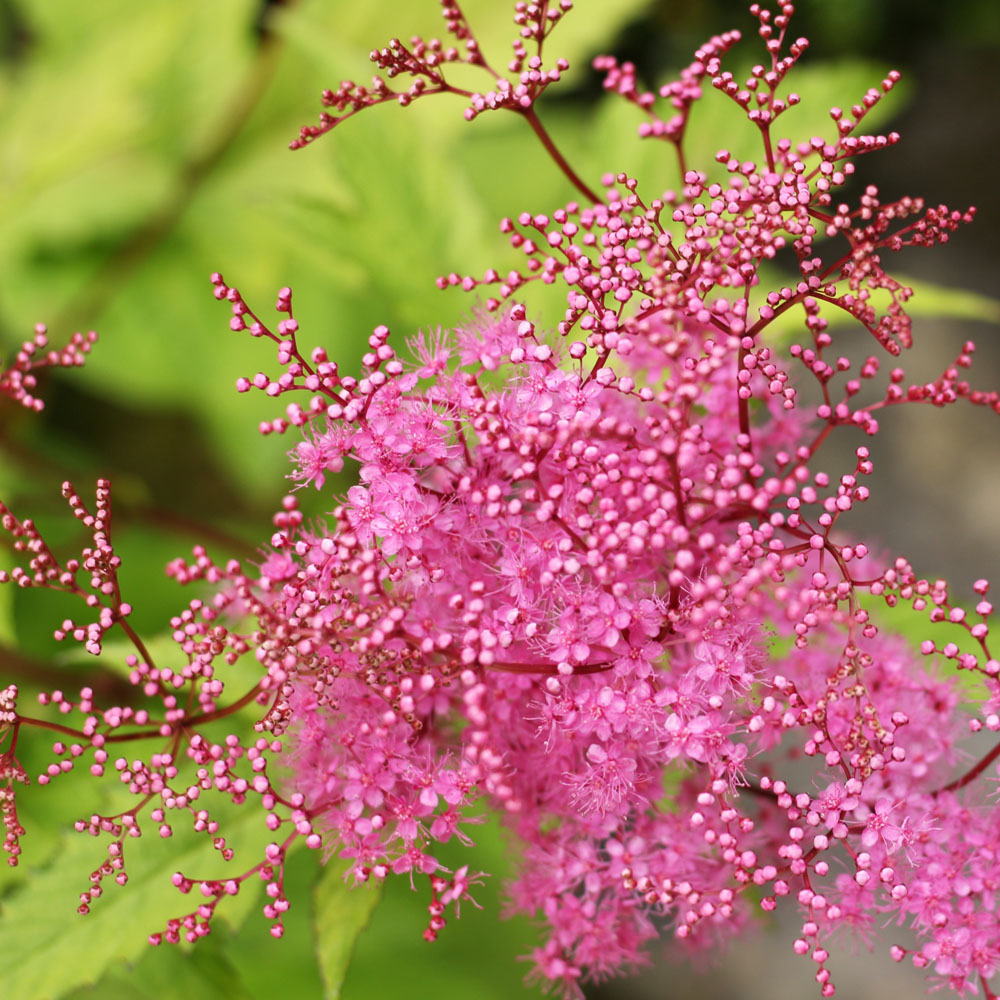 京鹿の子（キョウガノコ） 赤 