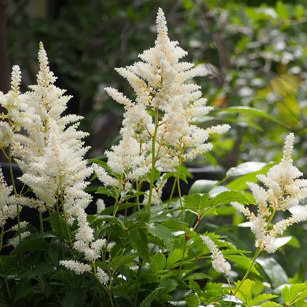 アスチルベ ミルクアンドハニー 2