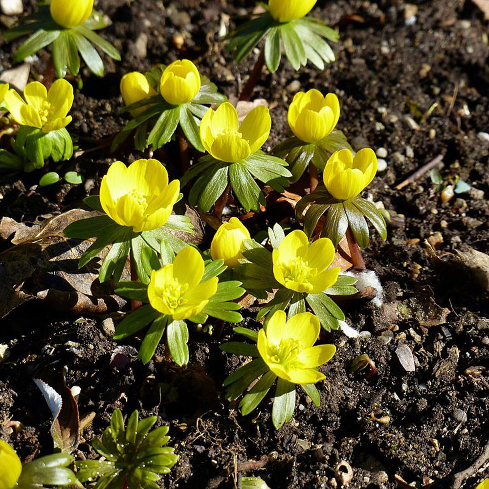 西洋セツブン草 エランシス シリシカ