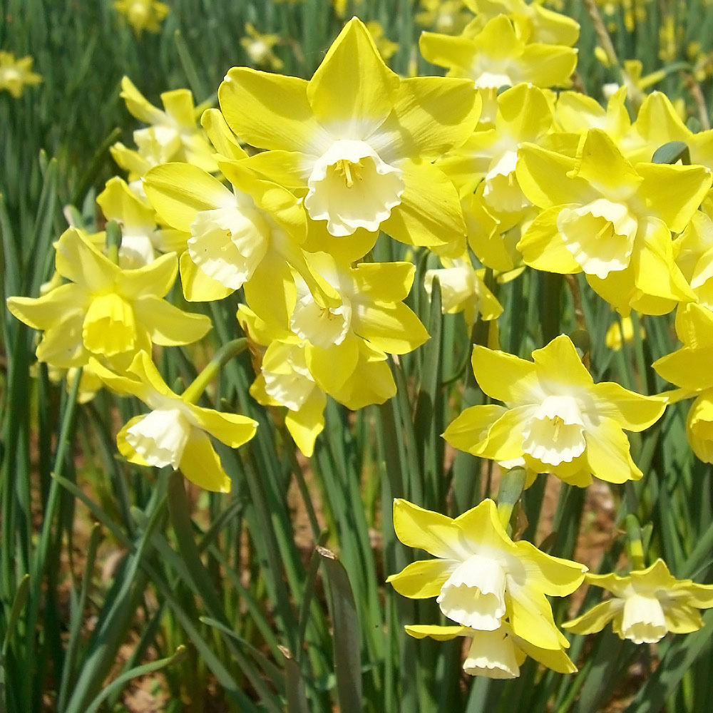 スイセン ピピット 1