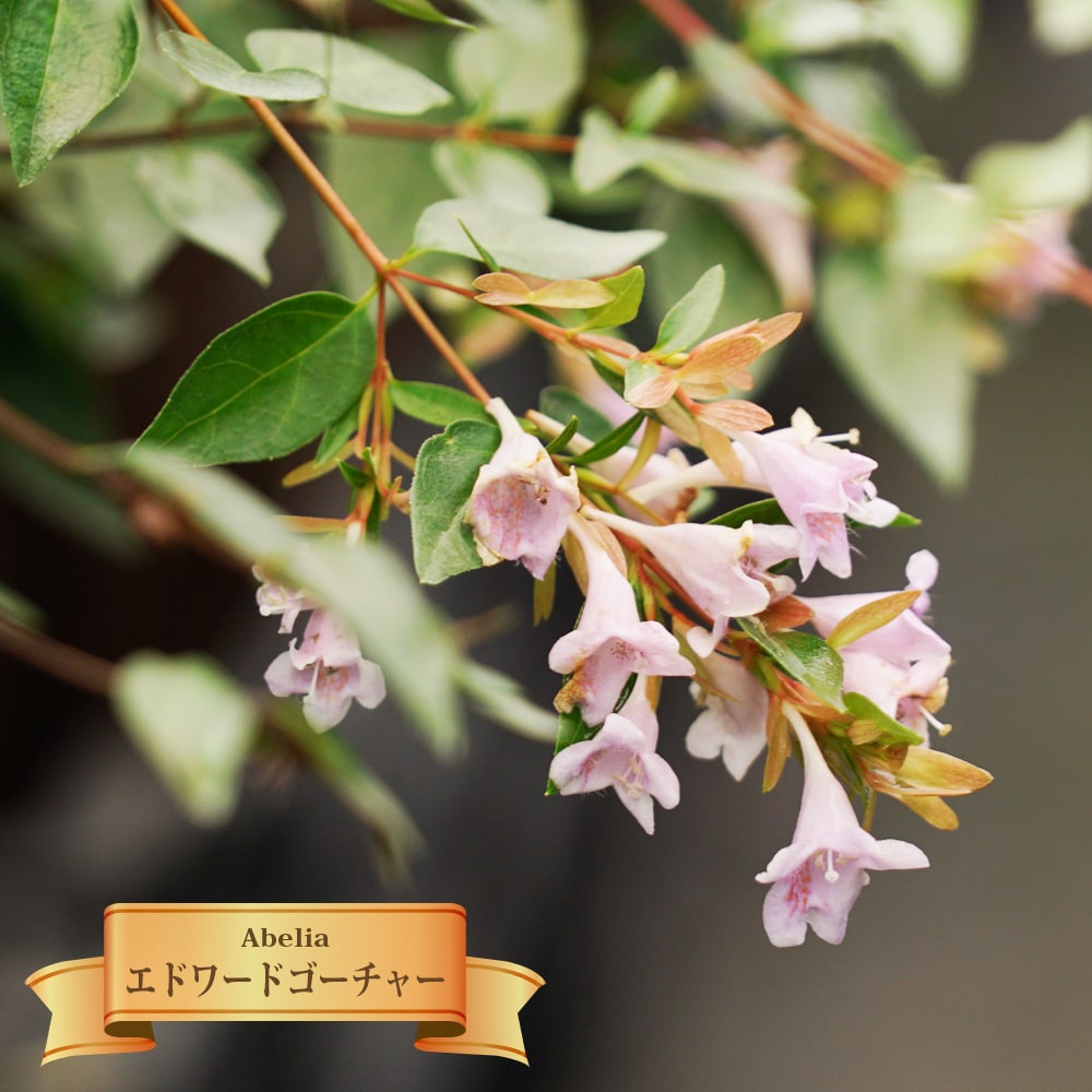 アベリア エドワードゴーチャー 