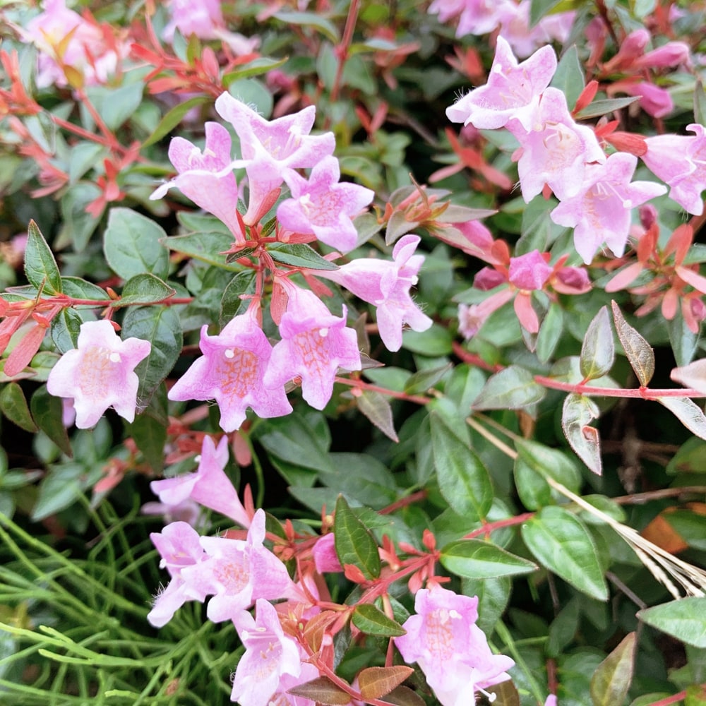 アベリア エドワードゴーチャー 1