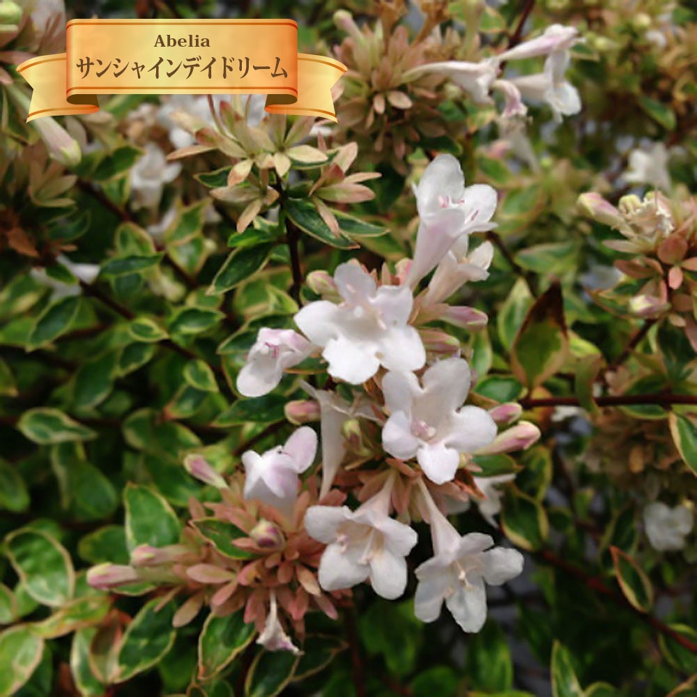アベリア サンシャインデイドリーム 1