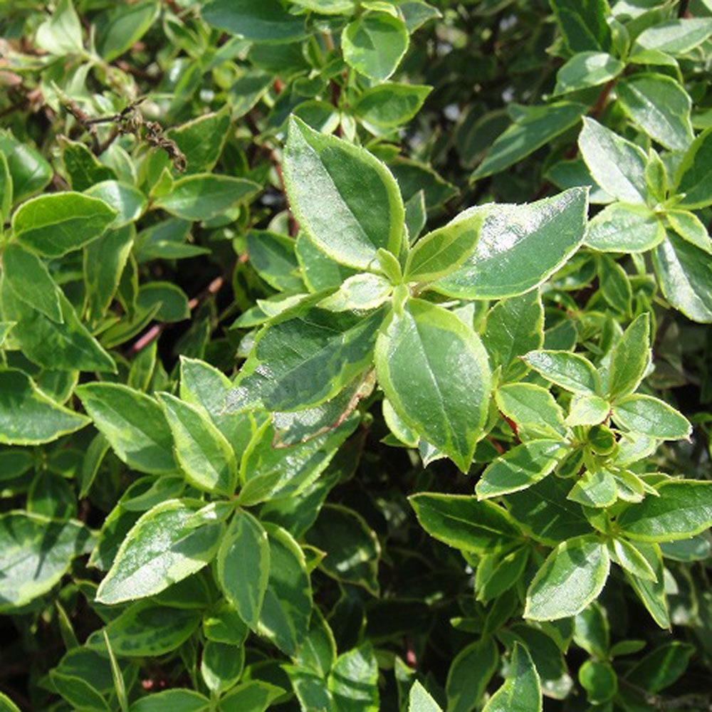 アベリア サンシャインデイドリーム 1