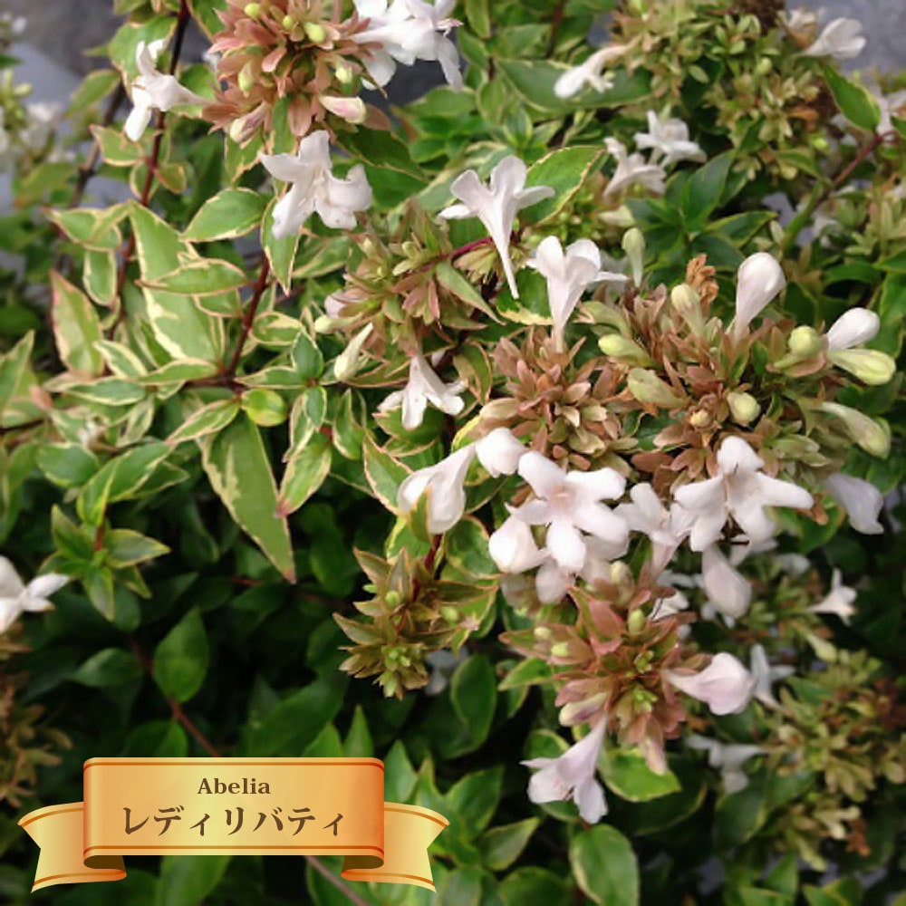 アベリア レディリバティ（レディーリバティー） 
