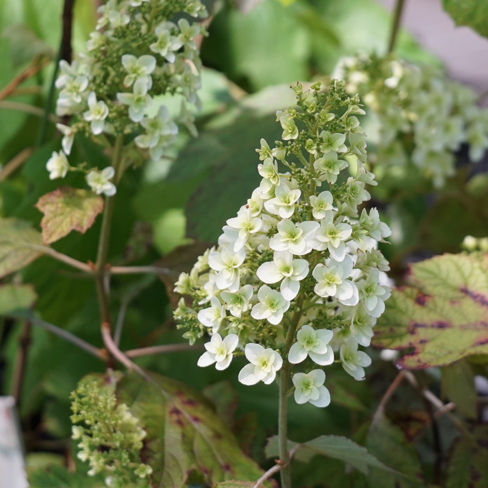 アジサイ スノーフレーク 5