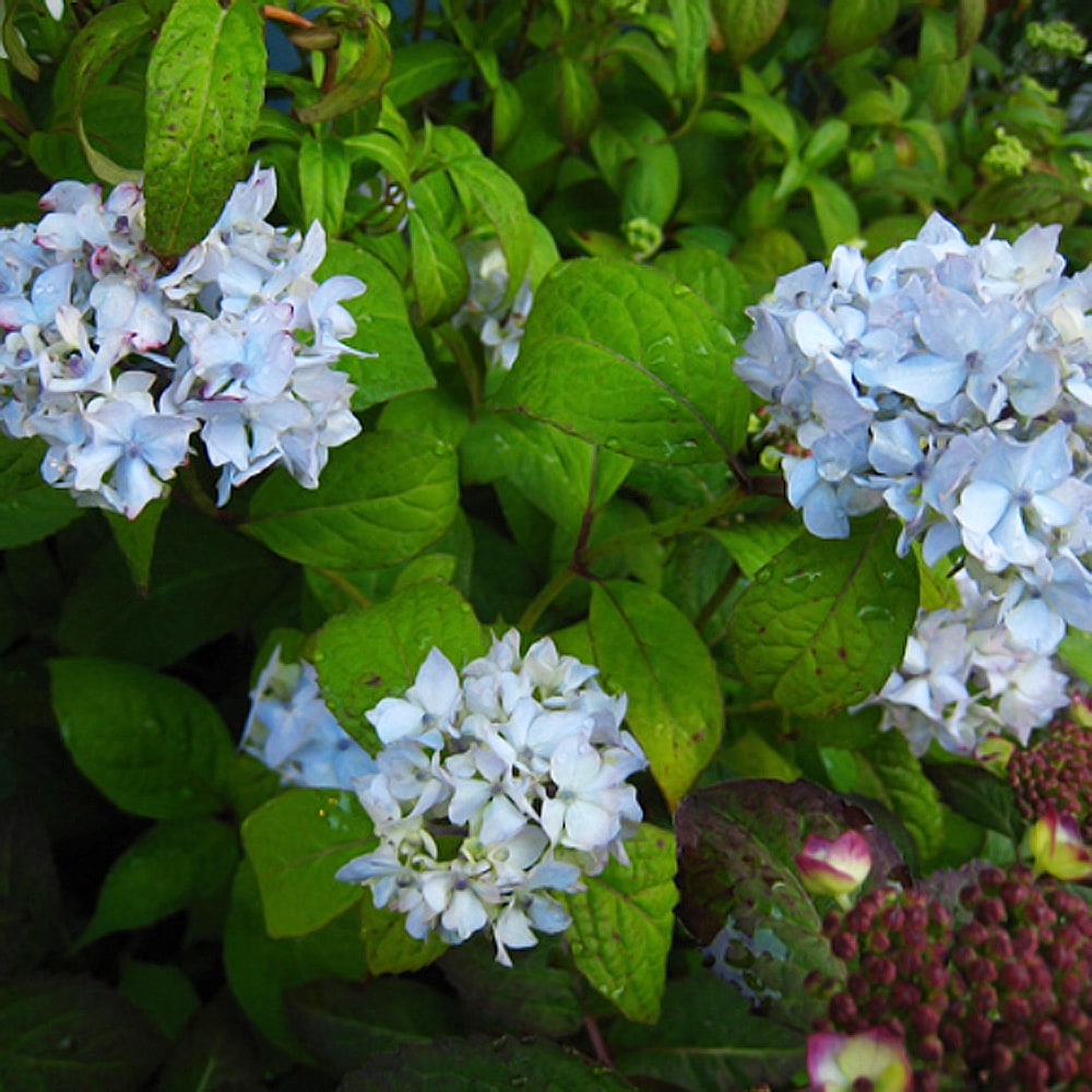 アジサイ 秋篠テマリ 5