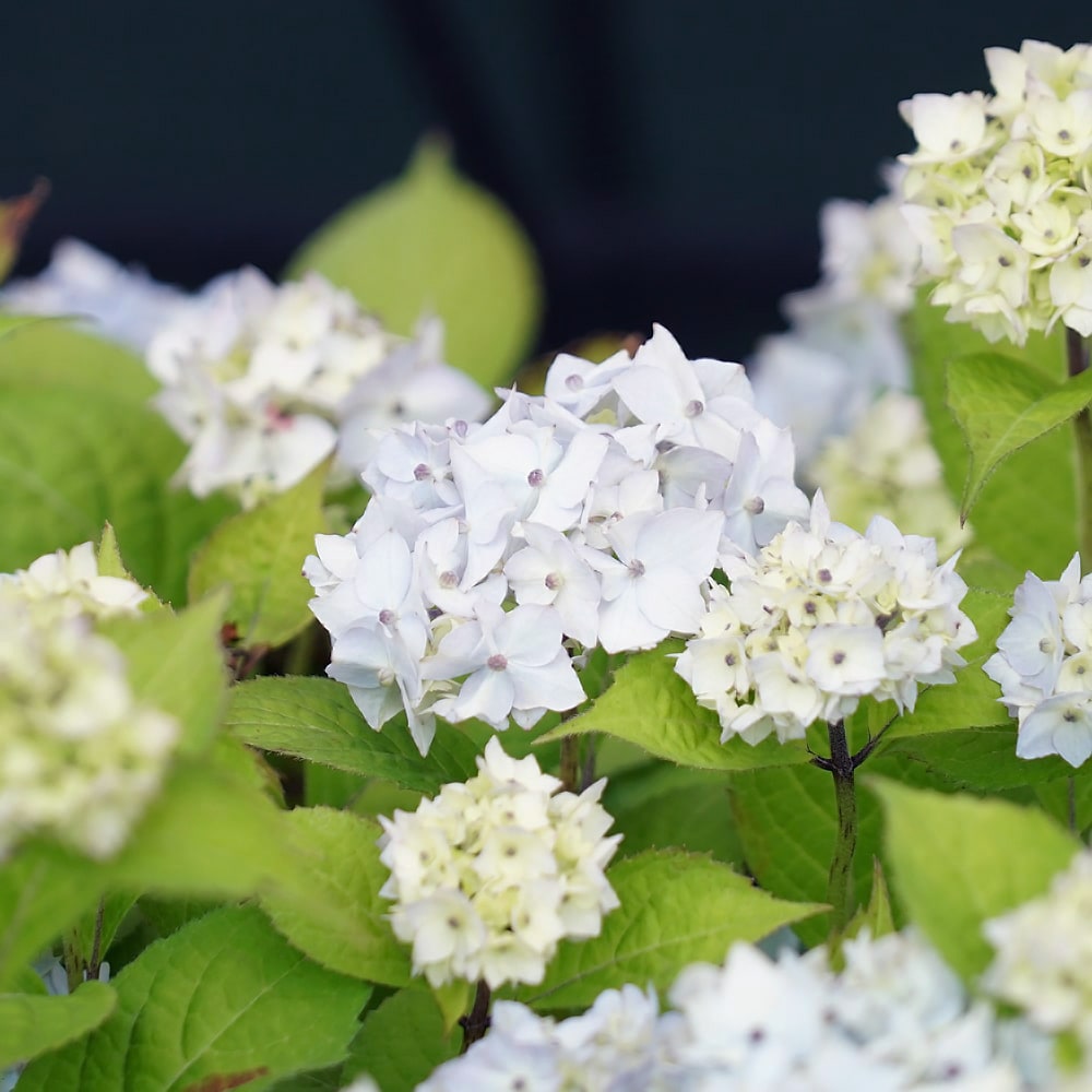 アジサイ 秋篠テマリ 2