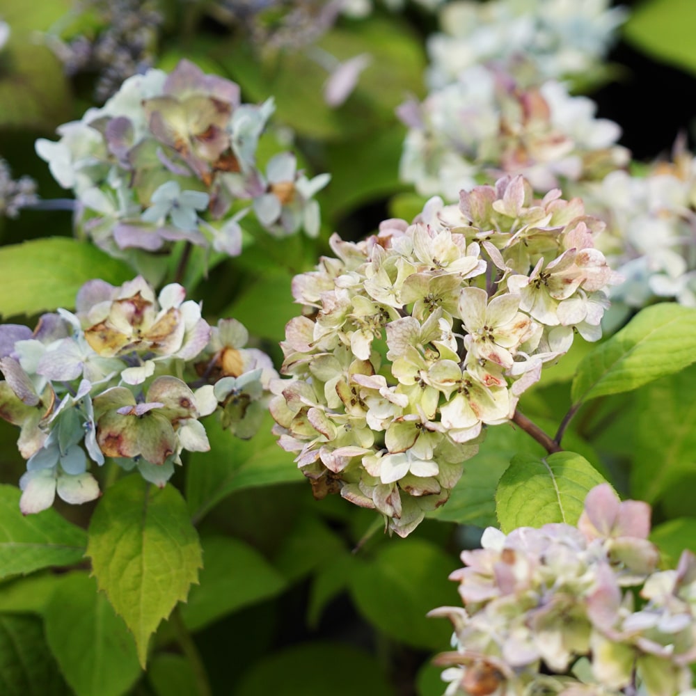 アジサイ 秋篠テマリ 1