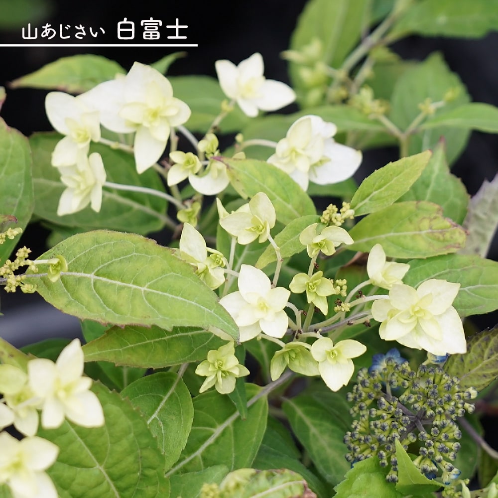 アジサイ 白富士 