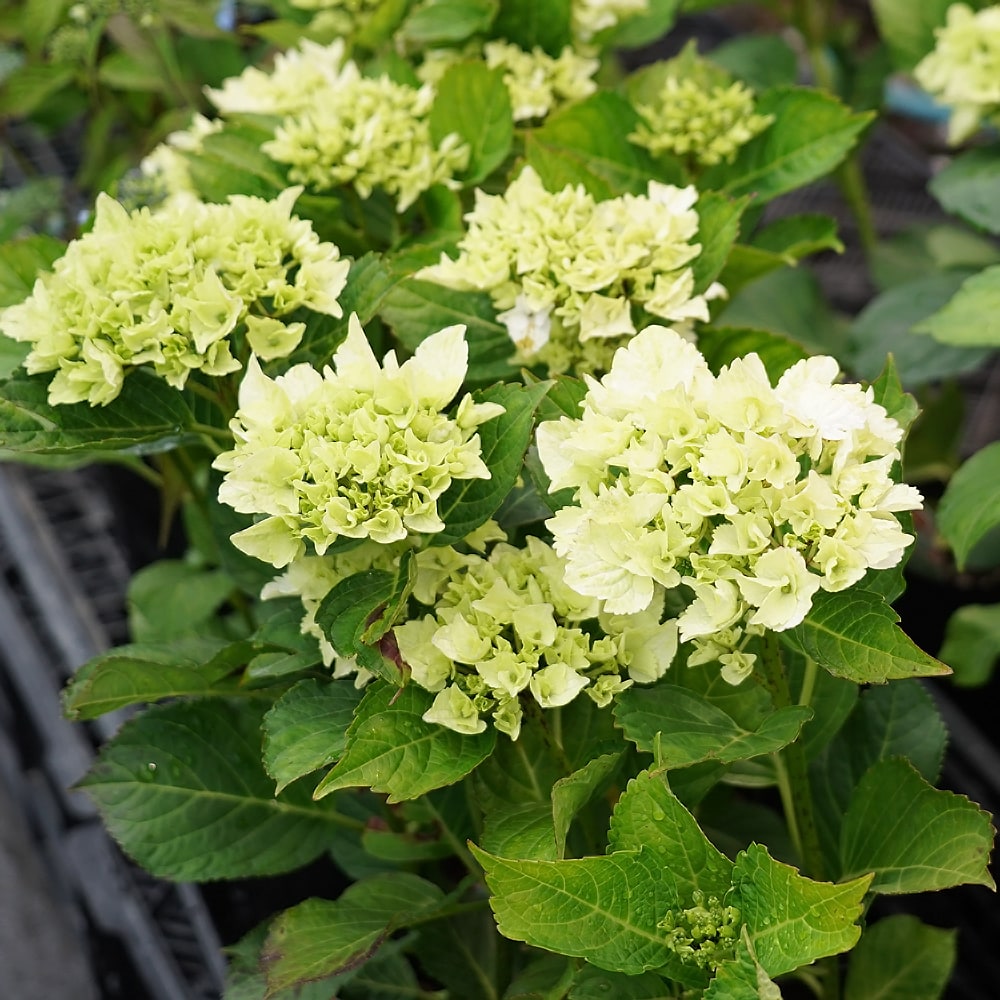 アジサイ マジカル ノブレス 2