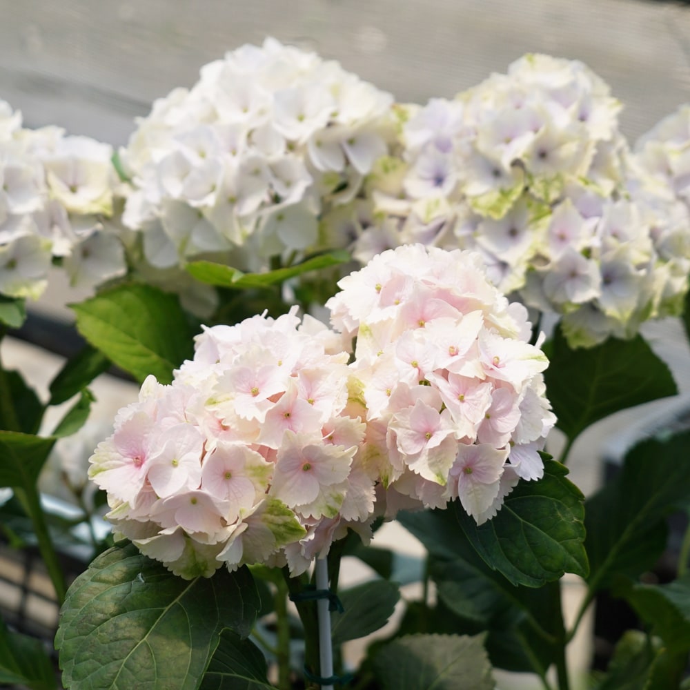 アジサイ マジカル ノブレス マジカルシリーズ 苗 販売 苗木部 By 花