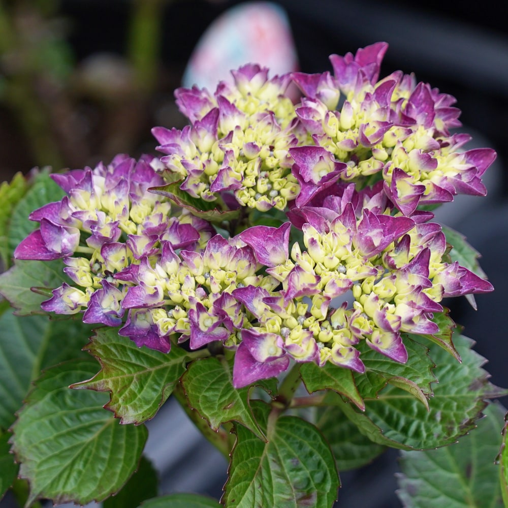 アジサイ マジカル ルビーレッド 3